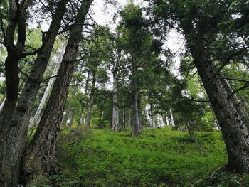 Low angle view of trees in forest