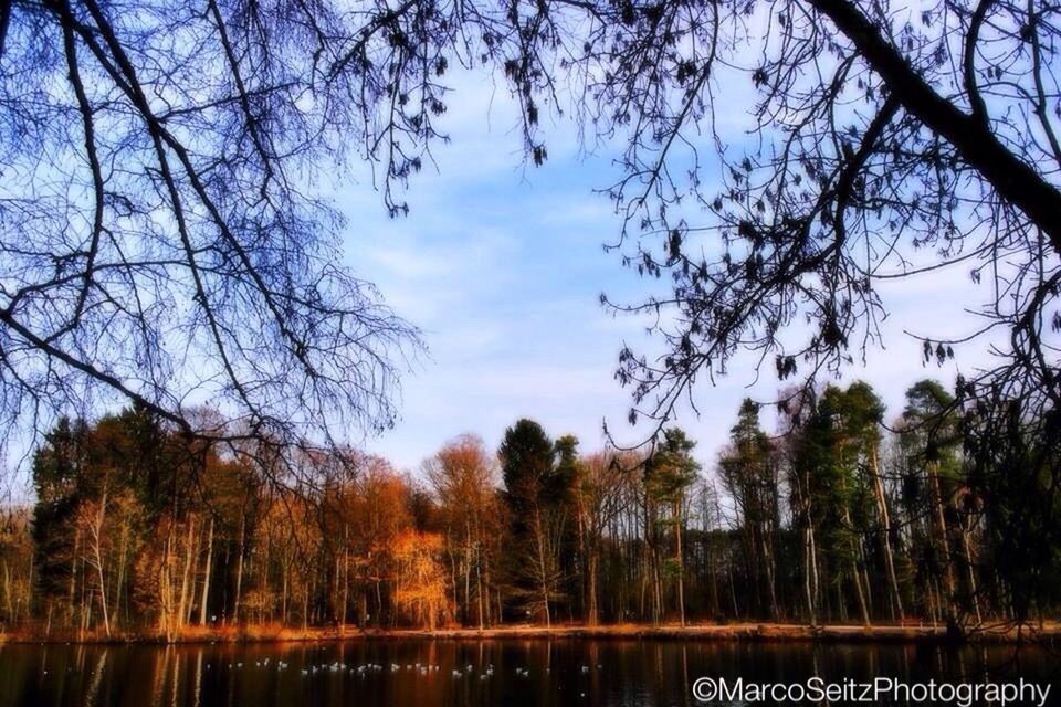 tree, tranquility, water, tranquil scene, lake, bare tree, scenics, beauty in nature, reflection, branch, nature, sky, autumn, idyllic, waterfront, forest, non-urban scene, outdoors, growth, blue