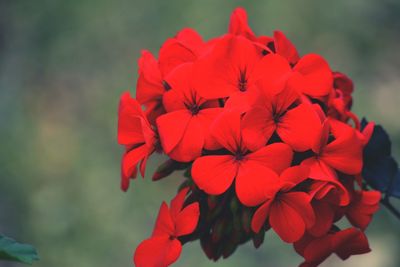 Close-up of red flowers growing on plant