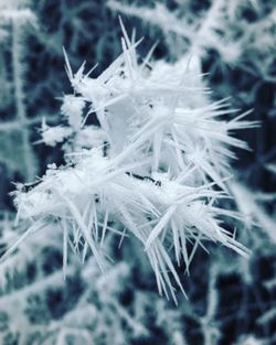 Close-up of frozen plant during winter