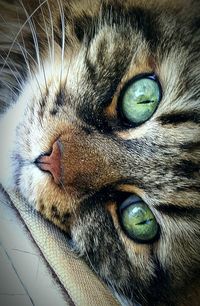 Close-up portrait of cat