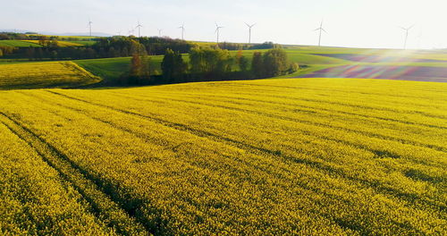 Scenic view of agricultural field