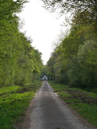 Empty road along trees and plants