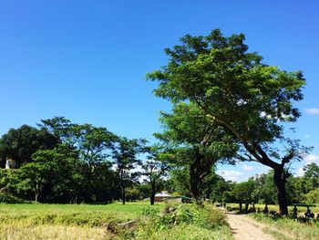 Trees on landscape against clear blue sky