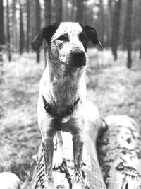 Portrait of dog sitting on land