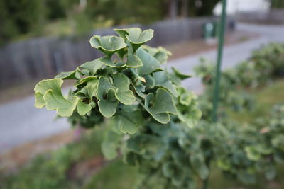 Close-up of succulent plant