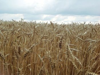 Wheat field against sky