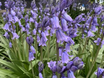 Close-up of purple flowering plants on field