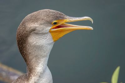 Close-up of a bird