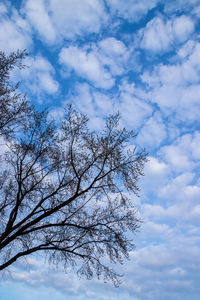 Low angle view of tree against sky