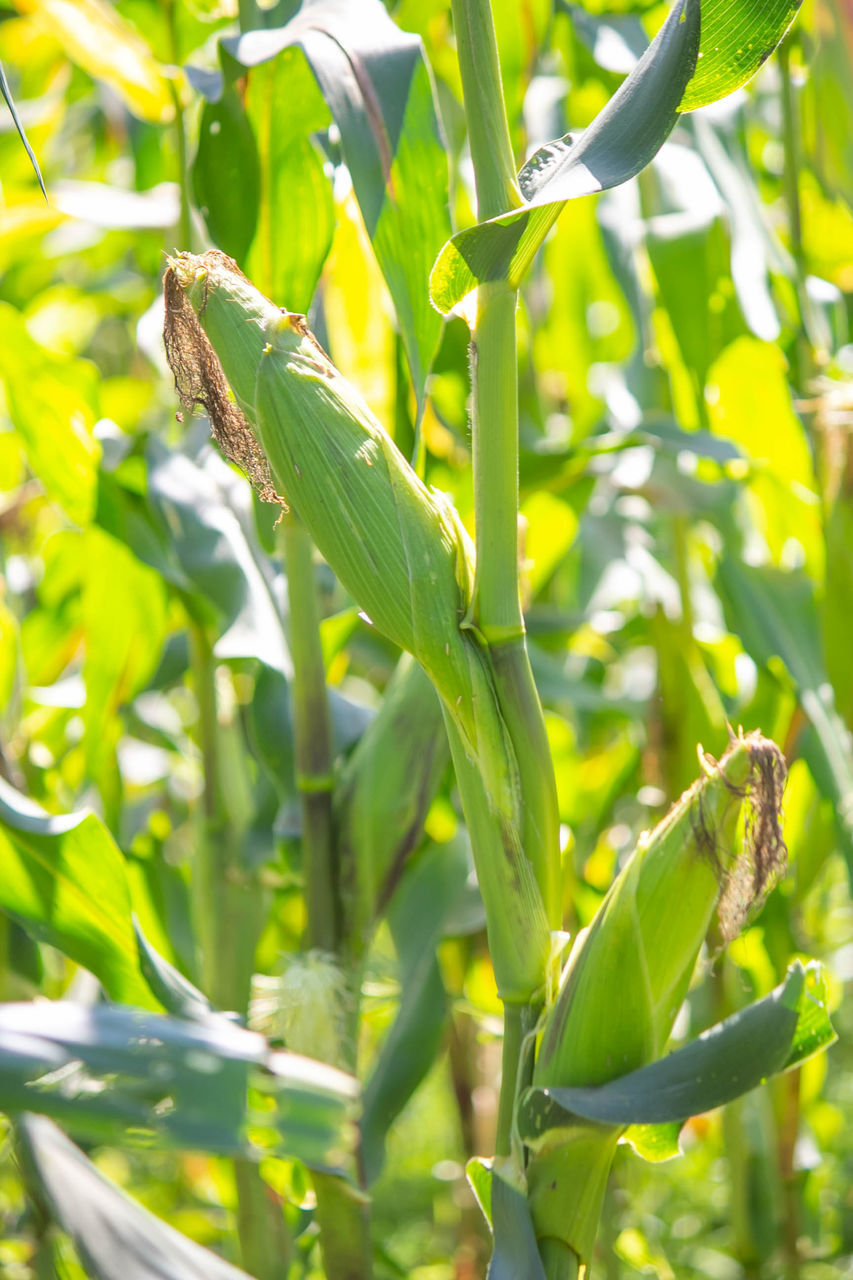 CLOSE-UP OF FRESH GREEN PLANT IN FIELD