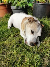 View of a dog resting on field