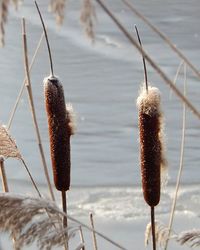 Close-up of plant