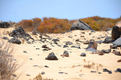 Close-up of rocks on beach against sky