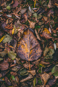 High angle view of maple leaves on field