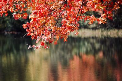 Cherry tree by lake during autumn