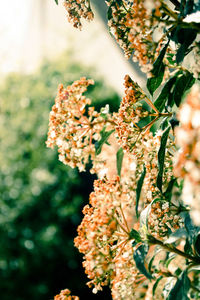 Close-up of cherry blossom on plant