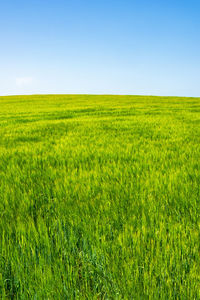 Green field against a blue sky