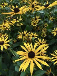 Close-up of yellow flowering plant