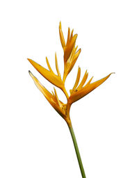 Close-up of yellow flower against white background