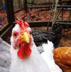 Close-up of rooster