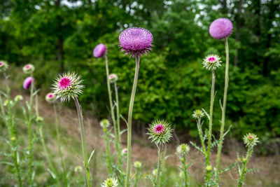 plant