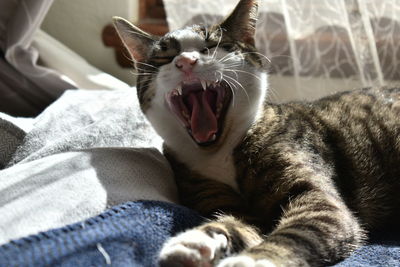 Close-up of cat yawning on bed