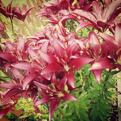 Close-up of pink flowers