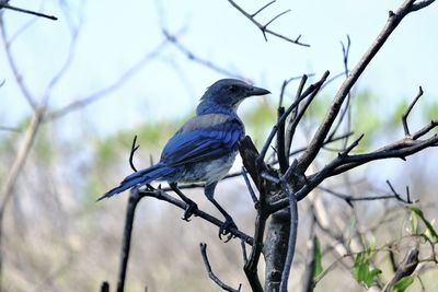 bird