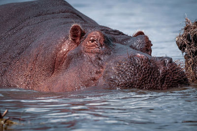 View of an animal in water