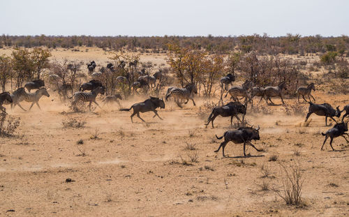 Flock of sheep on landscape against sky