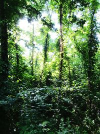 Trees in forest