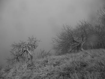 Trees against sky