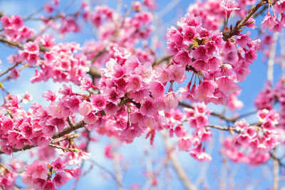 Close-up of pink cherry blossom