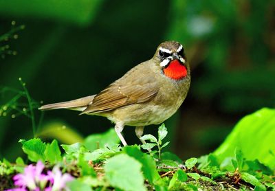 Close-up of bird perching on plant