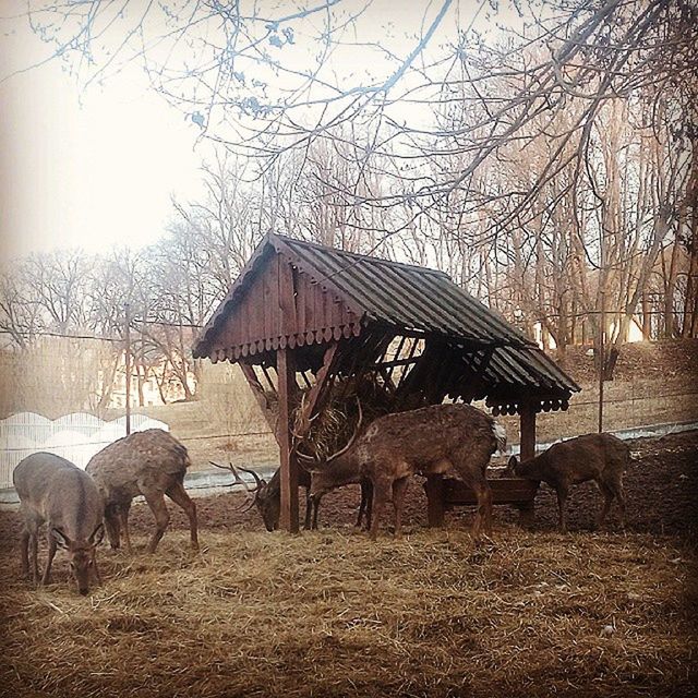 animal themes, mammal, domestic animals, livestock, tree, bare tree, fence, one animal, animals in the wild, horse, built structure, two animals, wildlife, herbivorous, field, architecture, nature, grazing, sunlight