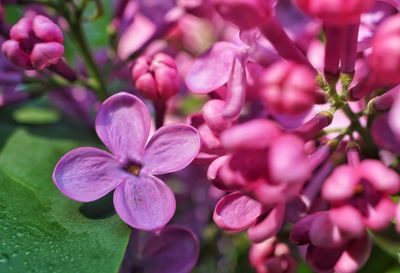 Close-up of pink flowering plant