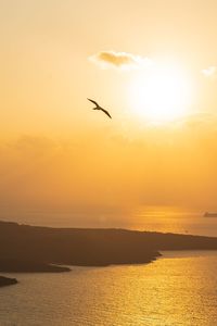 Silhouette birds flying over sea during sunset