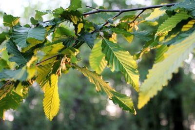 Close-up of leaves growing on tree