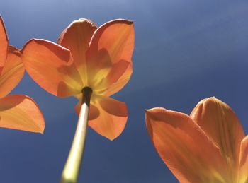 Low angle view of orange flowering plant against sky