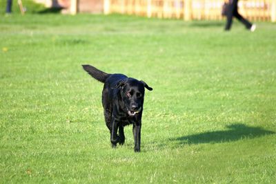 Black dog running on grass