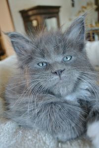 Close-up portrait of cat at home