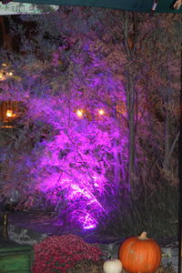 View of illuminated trees at night