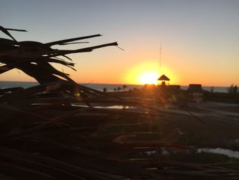 Close-up of silhouette plants on beach against sky during sunset