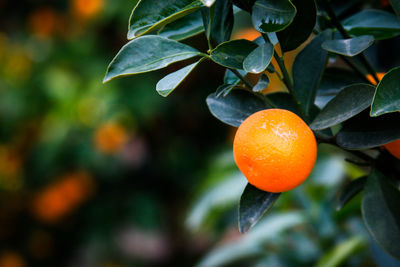 Close-up of kumquat fruit on tree