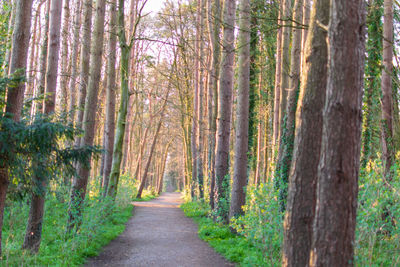 Pine trees in forest