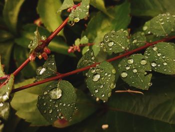 Close-up of wet plant leaves during rainy season