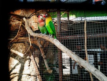 View of birds perching in cage at zoo