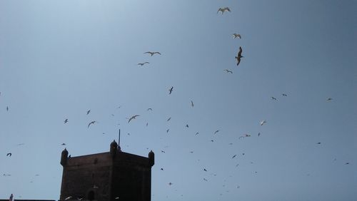 Low angle view of birds flying in sky