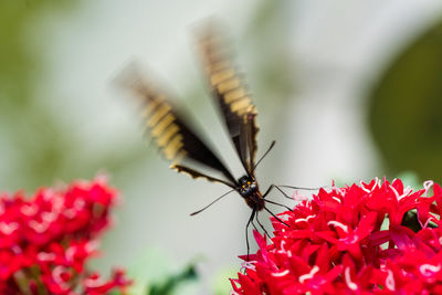 Close-up of butterfly pollinating on red flower